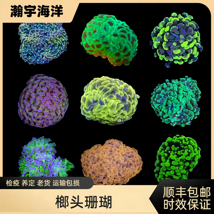 榔头珊瑚荧光活体绿油彩泼墨双色榔头海缸软体珊瑚