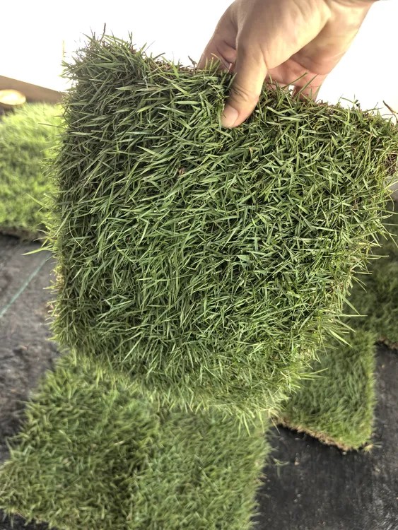带泥土草皮真草坪庭院绿化耐百慕达果岭草马尼拉草皮