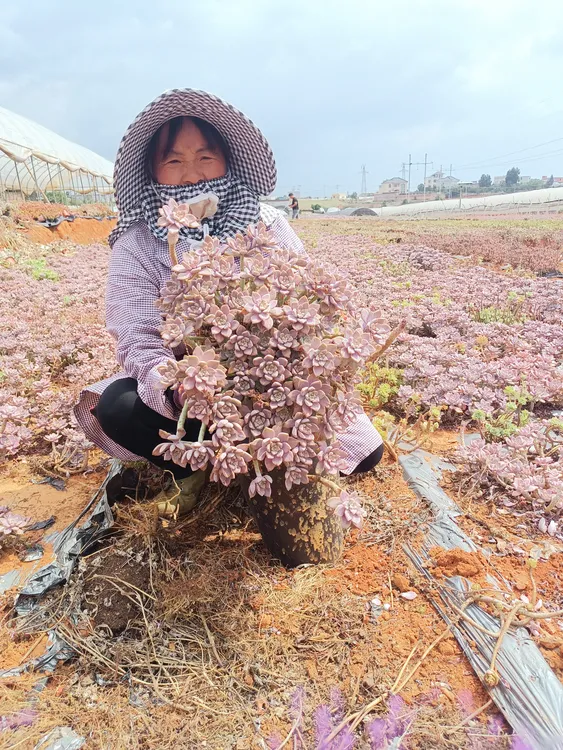 一花一世界多肉地栽阿伦陪整群掉叶断头叶片问题不售后