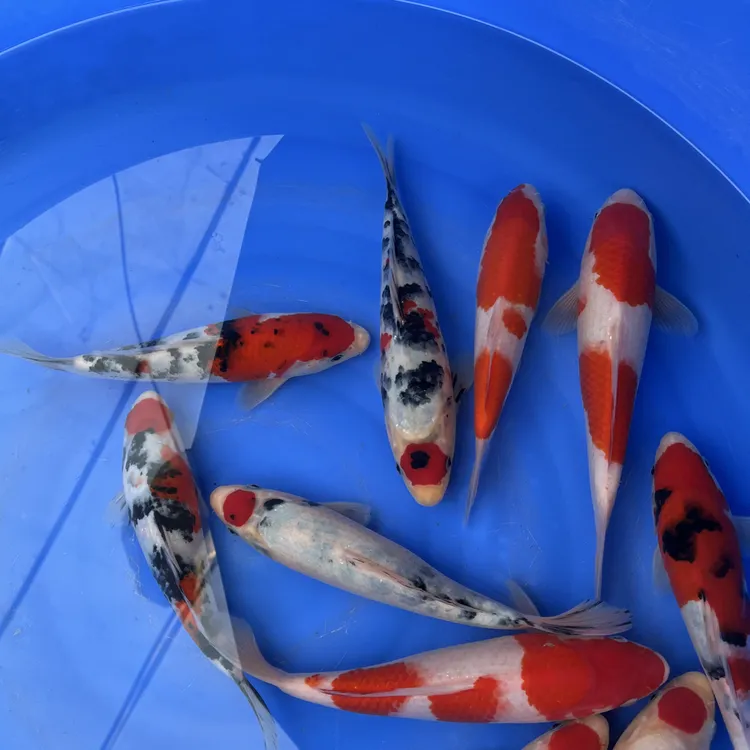 纯种红白三色锦鲤活体观赏鱼冷水淡水鱼好养耐活招财