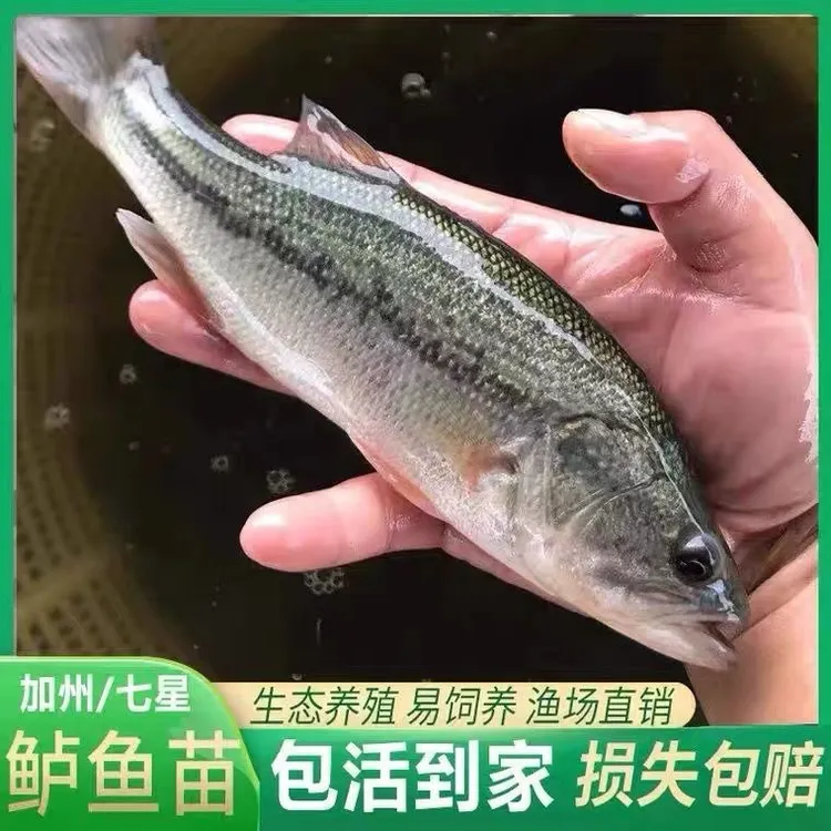 鲈鱼苗正宗发货加州鲈鱼大规格路亚鱼苗大口黑鲈冷水包活包邮淡水