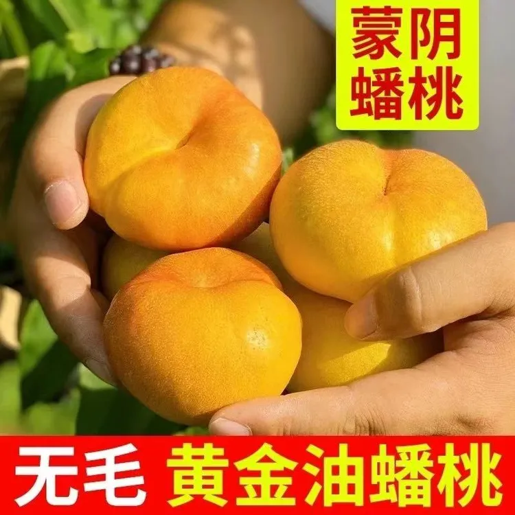 山东蒙阴黄金油蟠桃彩虹蟠桃果园直发新鲜应季水果黄金蟠桃扁桃