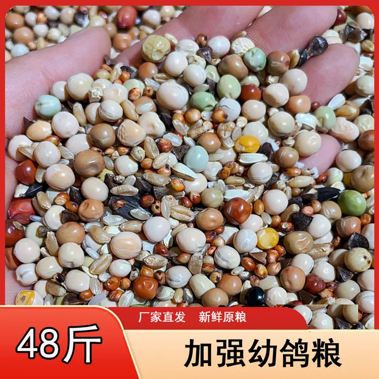 龙领加强幼鸽10/20/48斤/袋肉鸽信鸽种鸽鸟食包邮