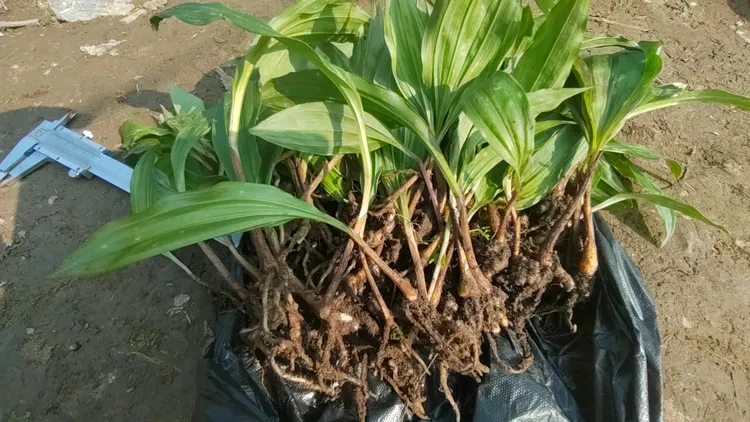 紫花毛慈菇苗子批发零售