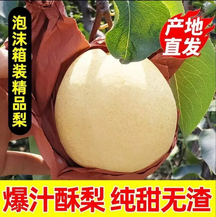 正宗蒲城酥梨贡梨纯甜无渣脆甜多汁，吃一口流一手