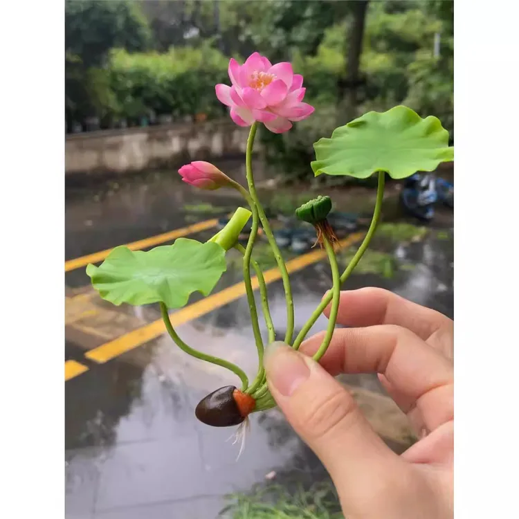 【新疆西藏包邮】碗莲种子无土水培盆栽种子水养生水莲花四季开花商品图