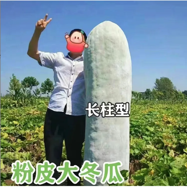 粉皮大冬瓜种子特大巨型秋冬粉皮大冬瓜籽高产大冬瓜籽四季蔬菜种