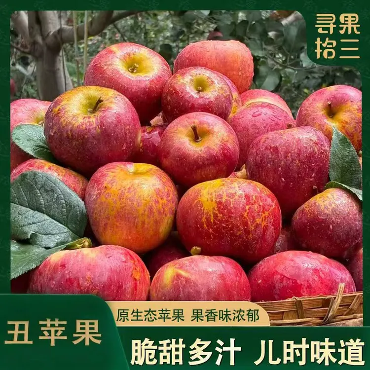 【芳姐专属】2025年头茬冰糖丑苹果 脆甜好吃 现摘现发
