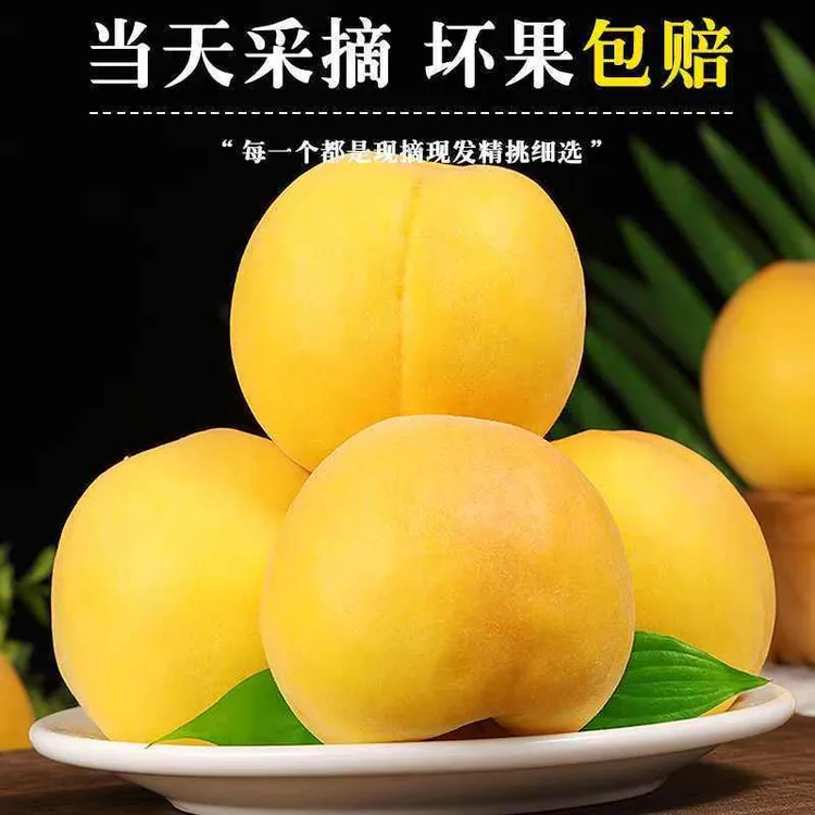 【枣阳黄桃】头茬陆地黄桃毛桃纯甜无酸现采现摘老人孕妇【生鲜快递】