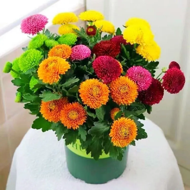 七彩乒乓菊盆栽带花发货