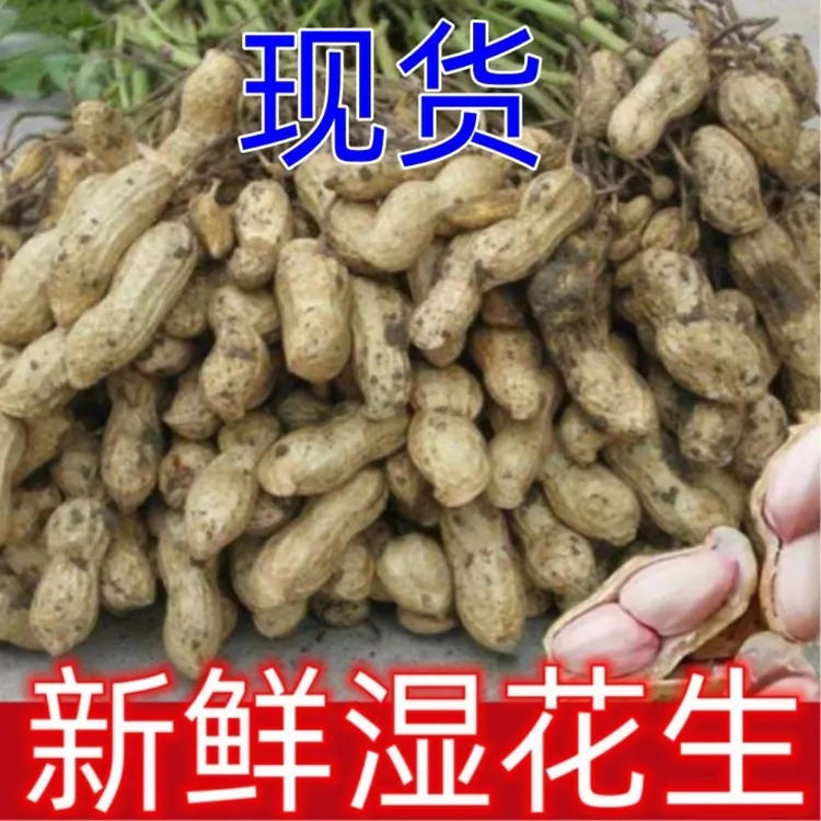 农家自种鲜花生带壳花生湿花生当季带泥花生发货水煮卤花生包邮