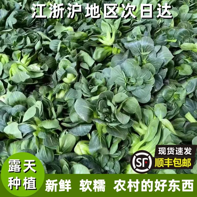 苏北霜冻顺丰包邮露天种植苏州青油菜黑菜太湖苏北青菜
