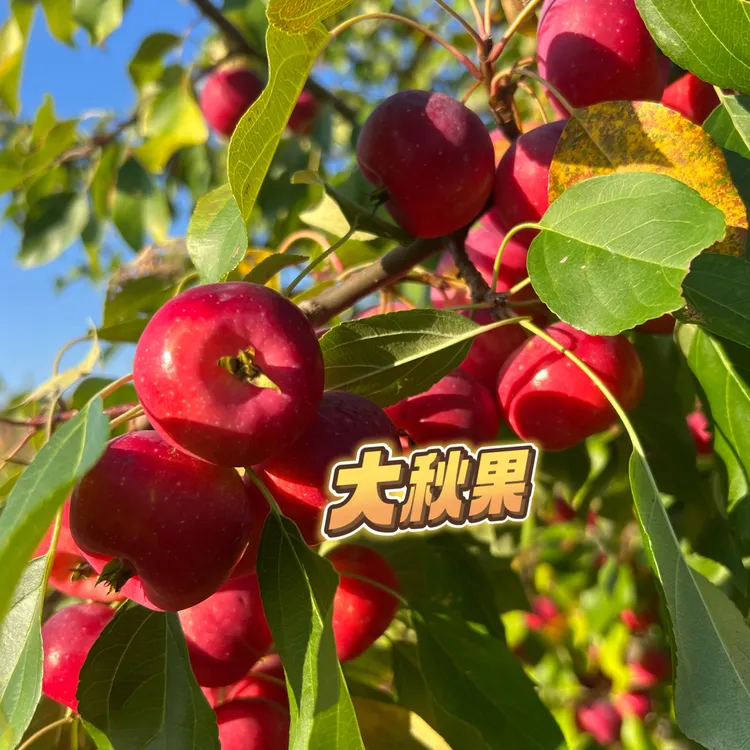 东北特产秋果锦绣海棠脆甜多汁新鲜采摘产地直发