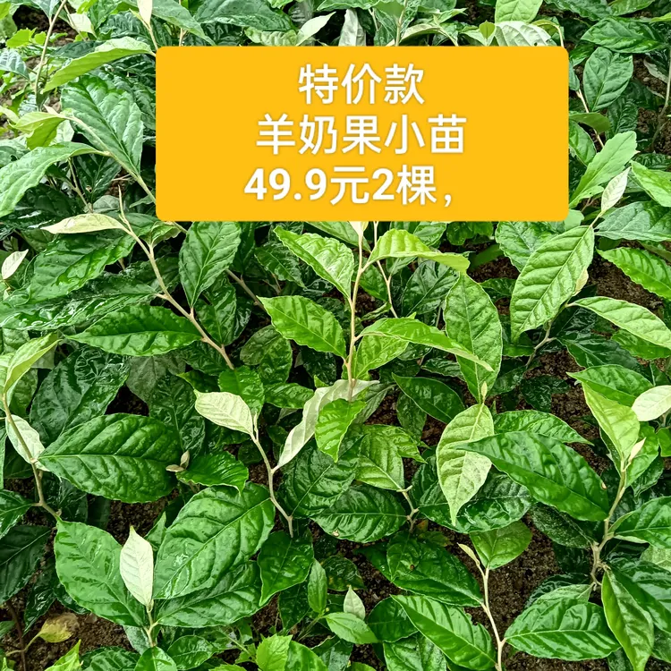 特价款云南特色羊奶果绿植盆栽小苗微酸款热卖包邮