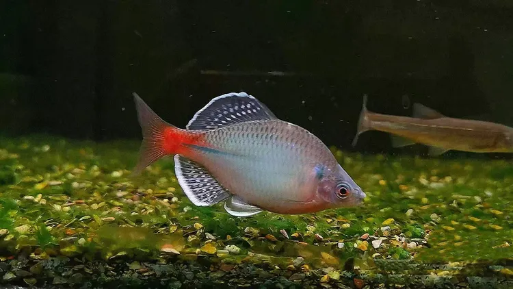 新安江青鳞鱊，鳑鲏鱼溪流鱼