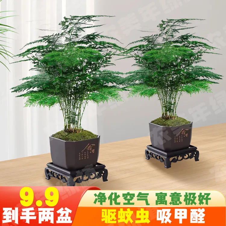 【到手两盆】文竹盆栽驱蚊净化空气吸附甲醛室内办公室桌面绿植富贵商品图