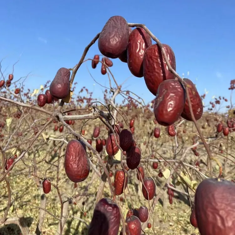 (和田大枣)一级二级中大果混合装不清洗原粒枣新疆和田大枣
