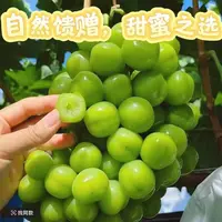 正宗阳光玫瑰葡萄新鲜水果爆汁无核无籽整箱发货