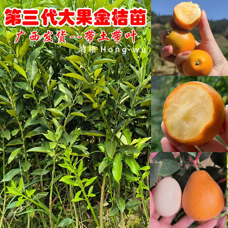 广西第三代脆蜜大果金桔树苗脆皮金桔四代大叶滑皮嫁接苗发货带土商品图