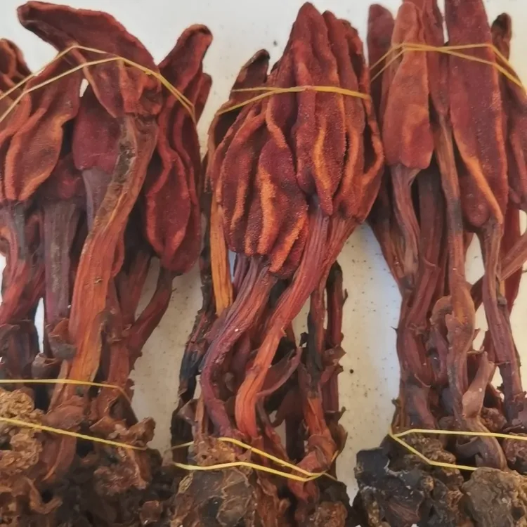 云南顶天柱回春草干货整株好货批发