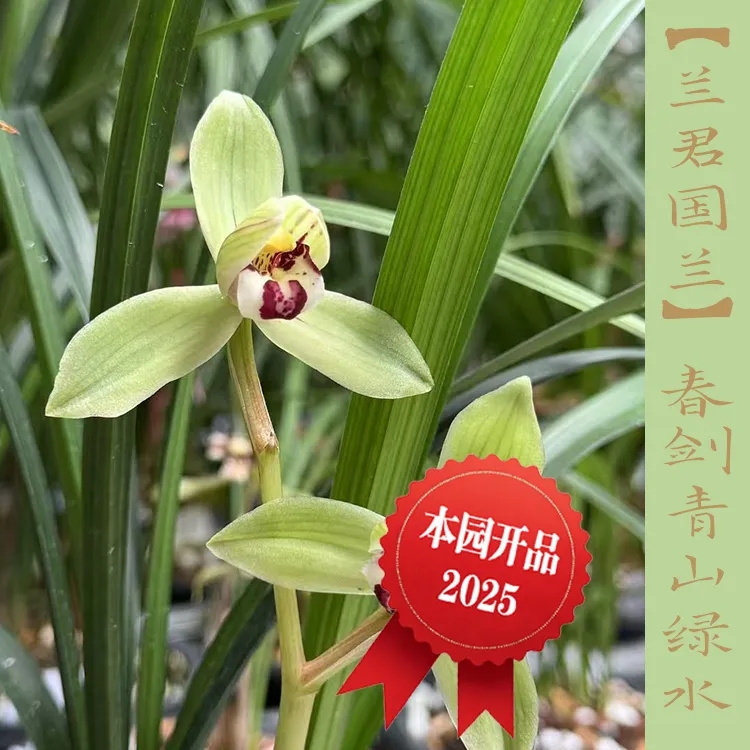 春剑青山绿水 自然种植老种草。春剑中的大富贵 