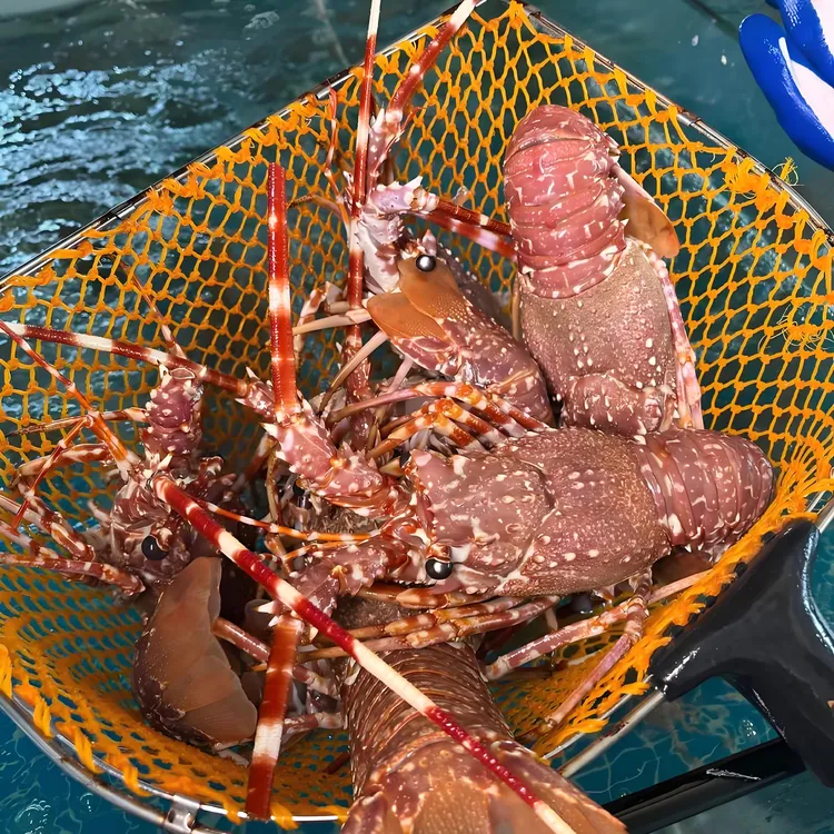 澳洲玫瑰龙虾 400g-500g/只  合肥市区包活