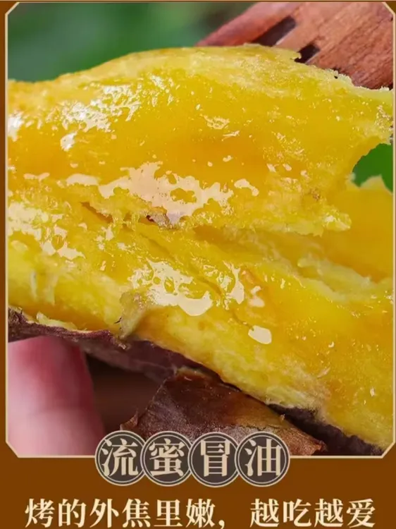北归高山蜜薯（大果）