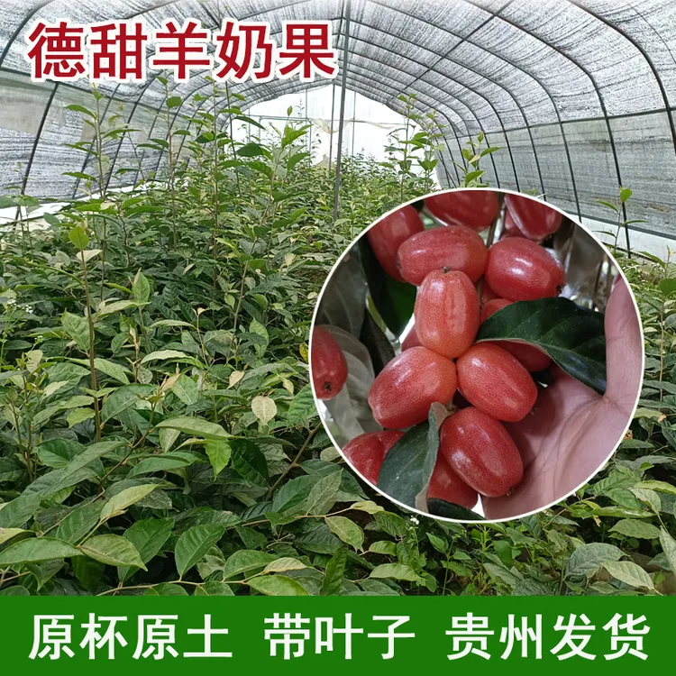 德甜羊奶果甜品种大果常绿庭院植物带杯贵州基地