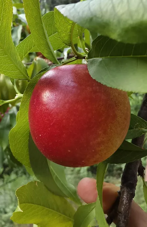 新鲜采摘黄肉油桃脆甜多汁软糯可口应季水果