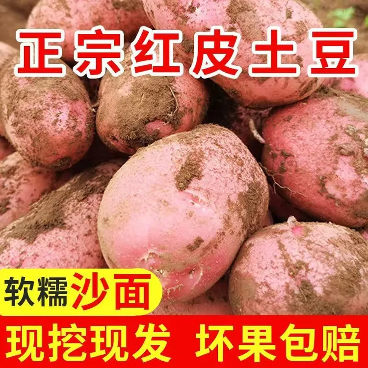 高山露天种植正宗红皮小土豆马铃薯红皮黄心粉糯香面现挖现发