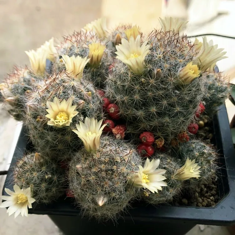 多头群生松霞仙人球开花植物美观易养适合桌面摆放