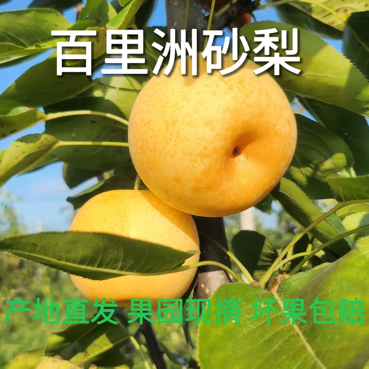 【百里洲砂梨】现摘现发新鲜黄金梨脆甜多汁（清园福利数量有限）