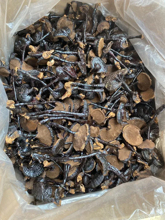 云南野生黑灵芝天然深山整枝不苦长柄带脚精美豪华礼品袋包装