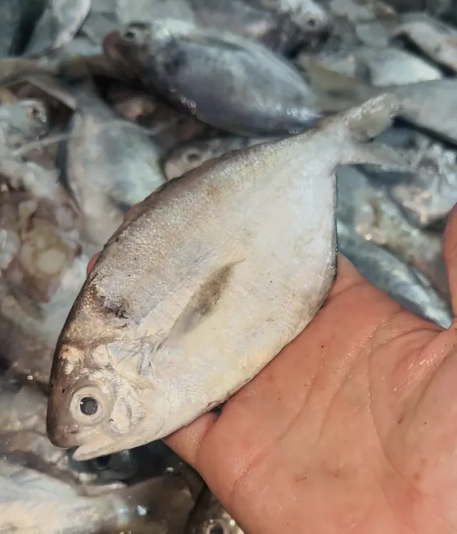 汕尾本港野生南鲳鱼(中大规格 3-4条每斤)