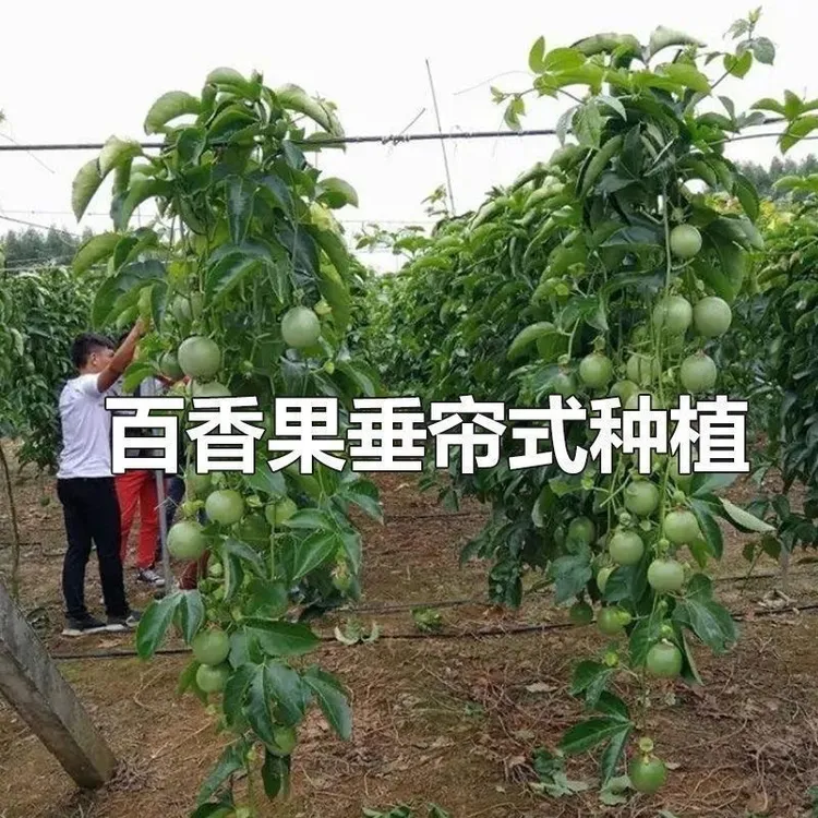 新品种纯甜无酸黄金9号百香果嫁接苗黄金 百香果苗四季結果