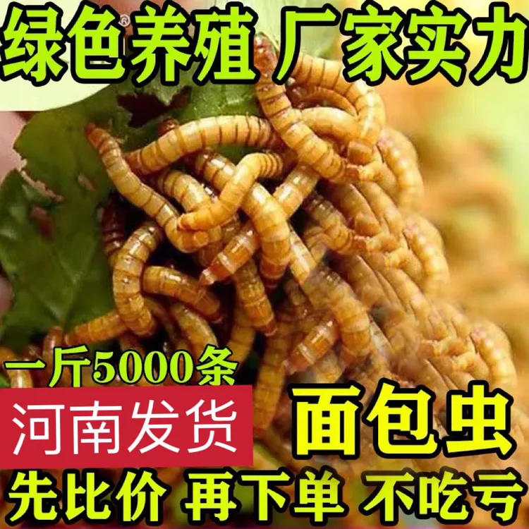 活体面包虫金龙银龙鱼乌龟鹦鹉仓鼠八哥鸟芦丁鸡饲料钓鱼