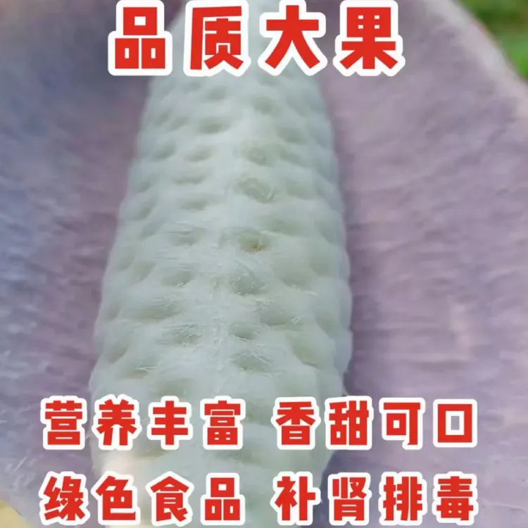 粤北大山种植八月瓜八月炸好吃软糯纯甜全身都是宝的水果营养丰富