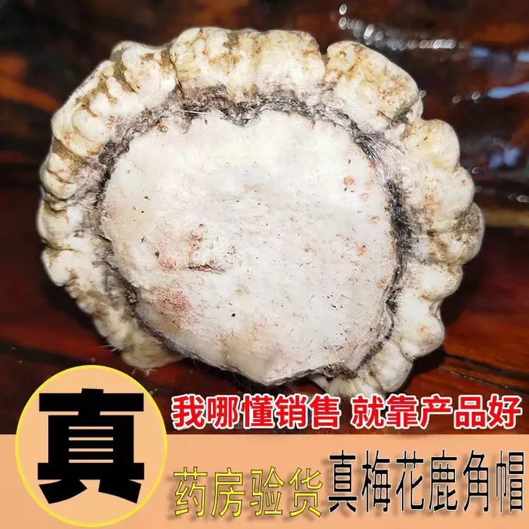 【整个鹿角帽】正宗东北鹿乡梅花鹿鹿角帽免费打超细粉正品保证