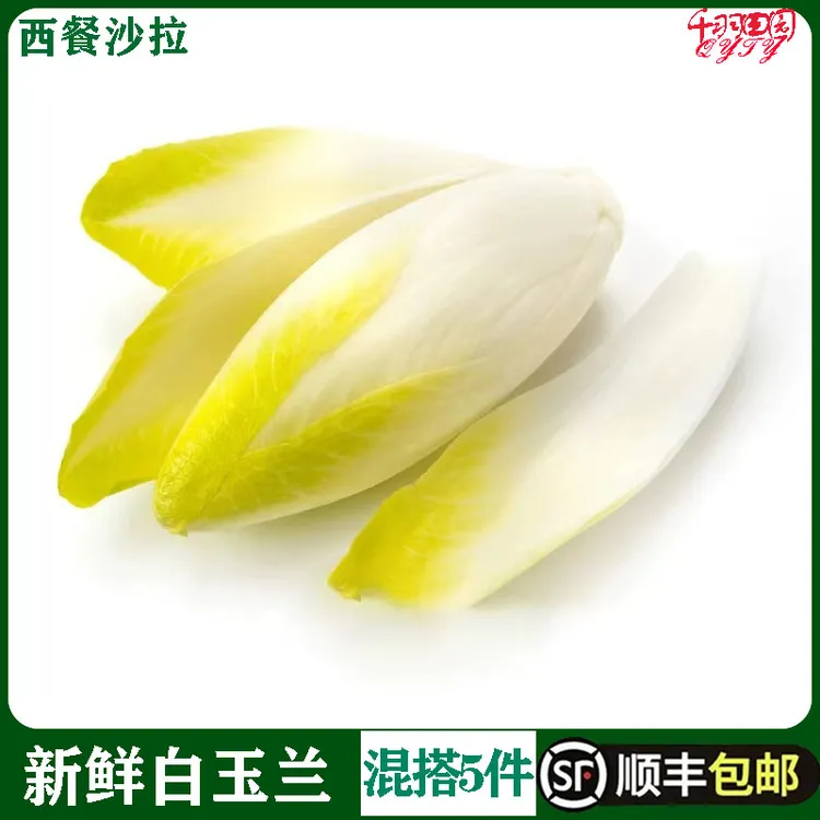 白玉兰菜新鲜食用500g金玉兰芽球菊苣endive蔬菜沙拉欧洲比利时