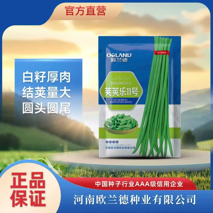 【荚荚乐11号豇豆】白籽耐热厚肉翠绿长豇豆品种荚量大品质好商品图