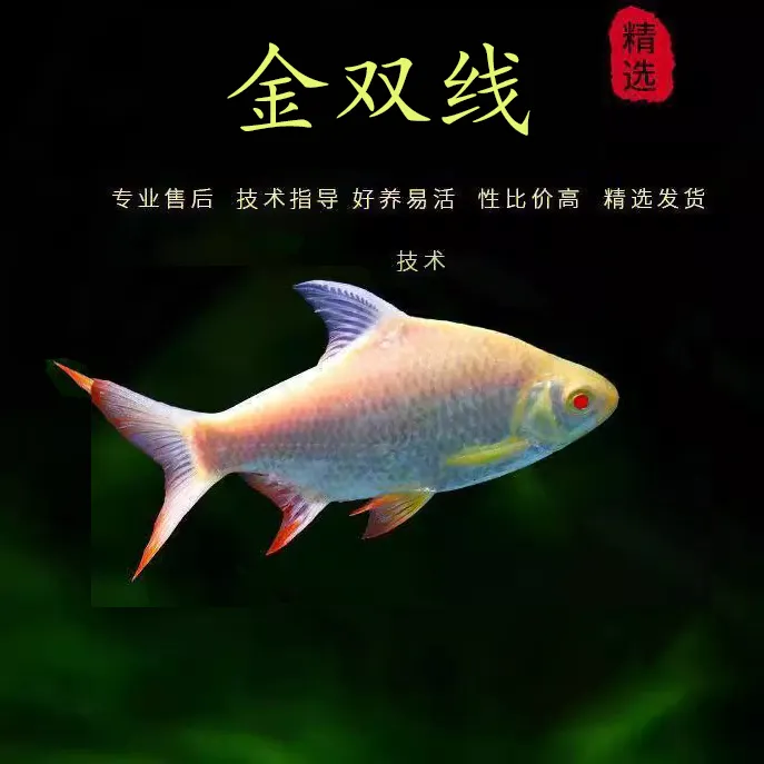 观赏鱼金凤活体双线侧鱼泰国鲫金银鲫红鳍鲫鱼热带鱼龙鱼配鱼