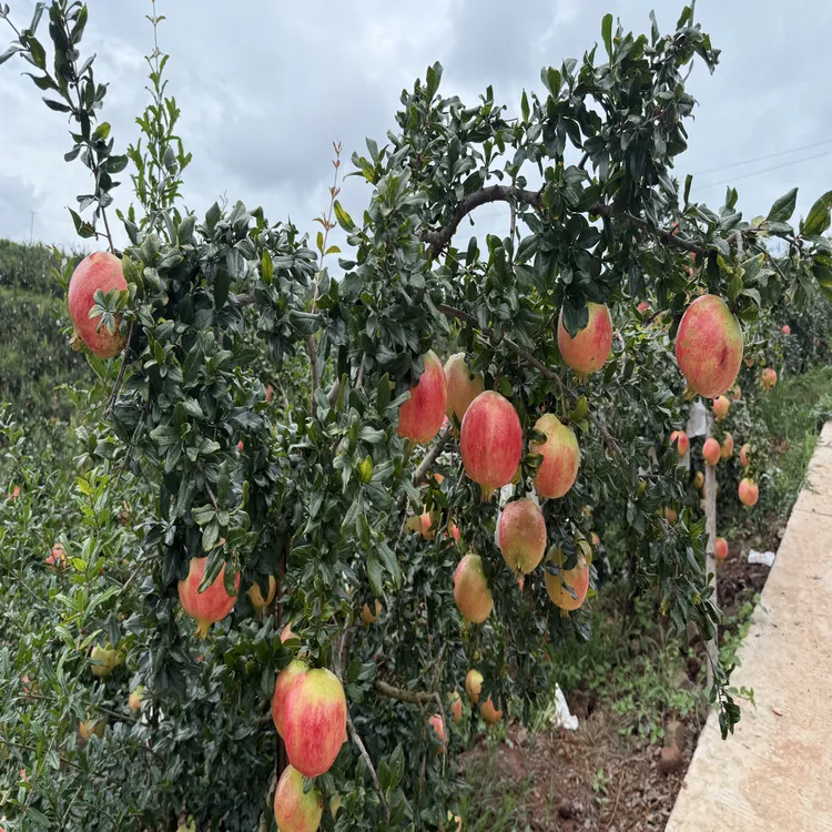 四川会理软籽石榴新鲜采摘当季水果爆甜不吐籽