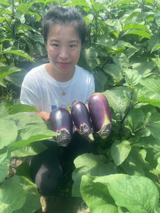 东北五常农户自家种的晚茄子
