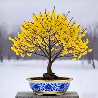 【带花苞】耐寒腊梅浓香30天开花梅花地栽树苗四季开花卉室外种植