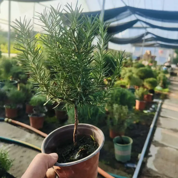 棒棒糖型迷迭香盆栽独杆老桩桌面香草植物驱蚊