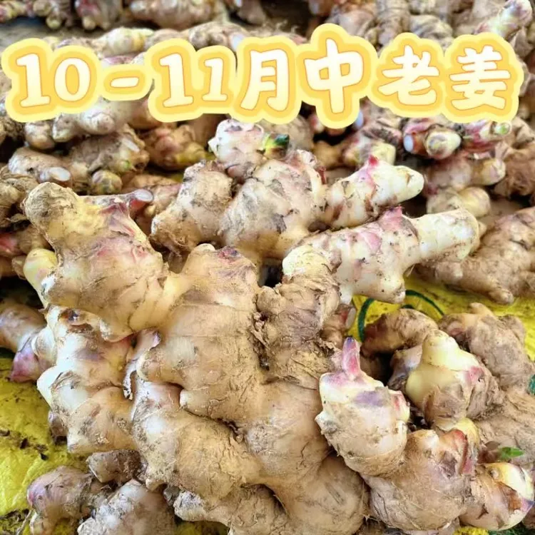 广东信宜红芽中老大肉姜（起丝有渣）新鲜现货发售泡姜 老姜