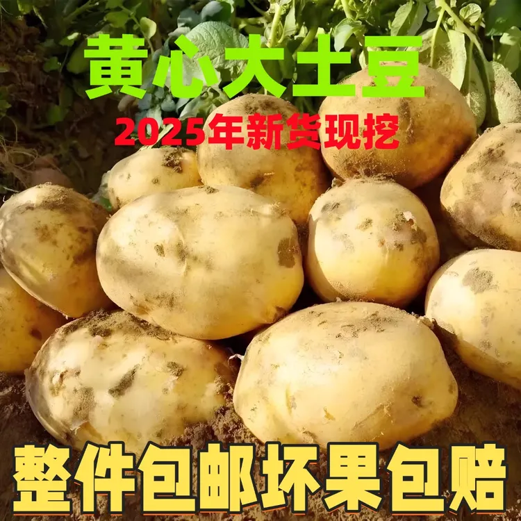 【东北大土豆】9斤5斤东北马铃薯黄心农家批发新鲜直发包邮土豆