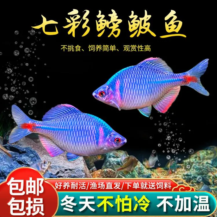 七彩鳑鲏鱼观赏鱼旁皮冷水鱼活体小型鱼苗原生群游鱼除藻淡水好养