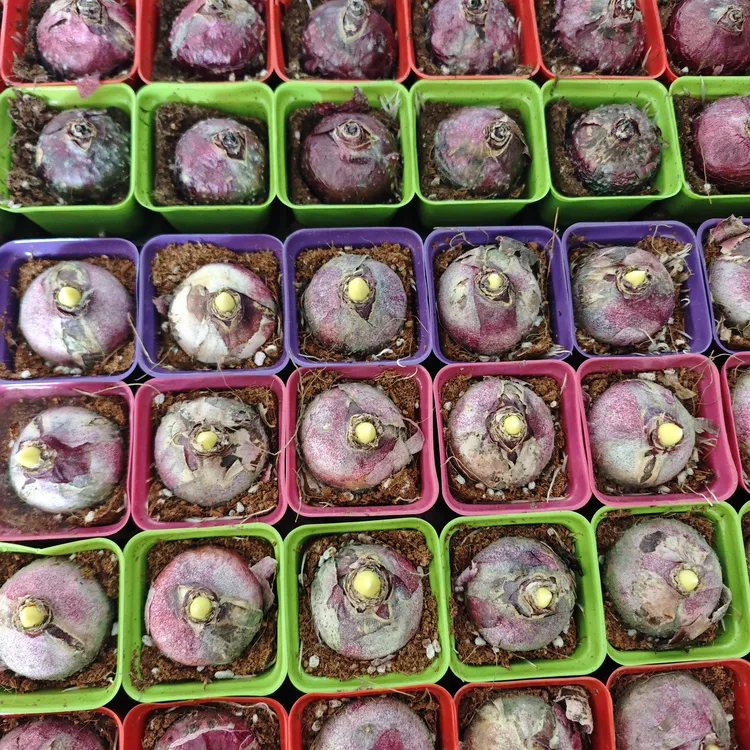 风信子培育基地直发 原盆原土 带根带芽 室内盆景 桌面盆景