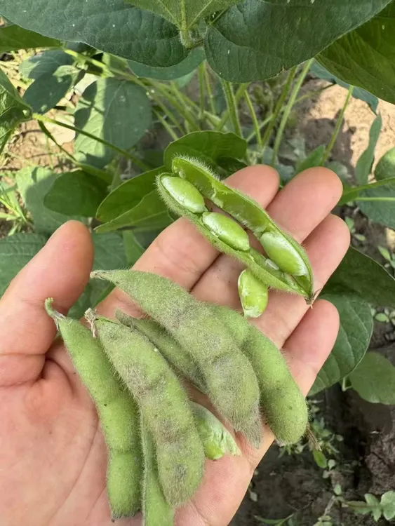 崇明露天现摘新鲜毛豆